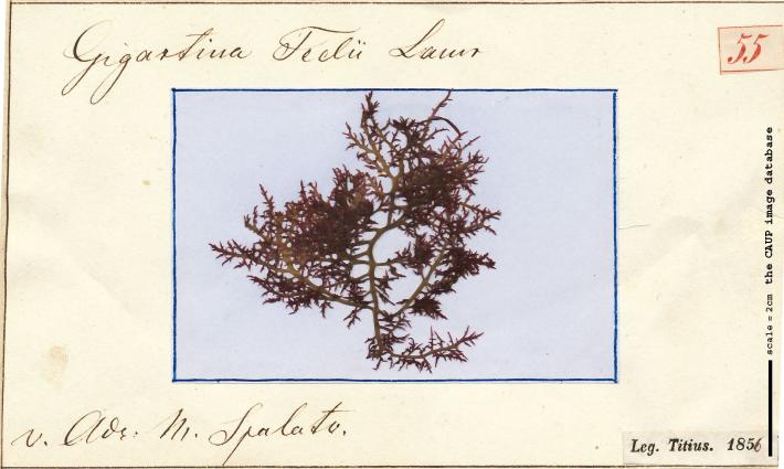 Chondracanthus teedii_55.jpg
